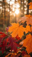Vibrant autumn maple leaves in warm orange and red colors with golden sunlight filtering through blurred forest background creating magical fall atmosphere.