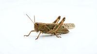 Grasshopper insect isolated on white background, suitable for educational materials, nature illustrations, and design projects.