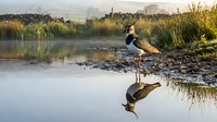 Northern lapwing bird standing on muddy shore with perfect reflection in calm water during golden hour at wetland habitat.