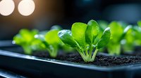 Young green seedling growing in black plastic container with soil, water droplets on fresh leaves against dark background with bokeh lights.