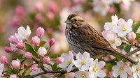 Small brown striped sparrow perched on blooming apple tree branch with delicate pink and white flowers in spring garden setting.