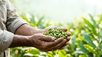 Farmer holding fresh green peas in hands over crop field. Agricultural harvest, organic farming, and sustainable food production concept for agriculture industry.