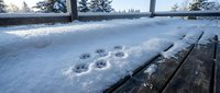 Frozen wooden deck with animal paw prints in snow, winter landscape with evergreen trees and frost-covered railings, suitable for seasonal backgrounds and nature themes.