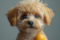 Adorable apricot toy poodle puppy with expressive blue eyes and fluffy fur looking at camera, orange fruit in foreground against neutral gray background.