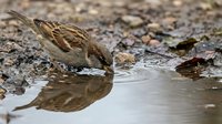 Small brown sparrow drinking water from puddle with clear reflection, ground covered with autumn leaves and pebbles creating natural wildlife scene.