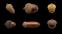 Acorns and oak nuts isolated on transparent background, ready for clipart, t-shirt design, stickers, print-on-demand products, and sublimation projects.