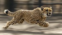 Cheetah running at high speed with motion blur effect showing dynamic movement and power of fastest land animal in natural environment.
