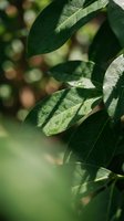 Fresh green leaves with detailed veins in natural sunlight creating soft bokeh background for organic gardening and botanical wellness content.