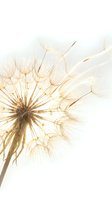 Delicate dandelion seeds floating in soft golden light against white background, symbolizing freedom, hope and new beginnings in nature.