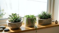 Three small succulent plants in modern concrete planters arranged on wooden windowsill with natural lighting for home decor and indoor gardening concepts.