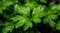 Fresh green parsley leaves covered with morning dew drops in garden, macro photography showing natural water droplets on herb foliage in sunlight.