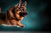 German Shepherd dog in mid-jump against teal background, isolated for pet training, obedience, and animal behavior content.