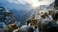 Flock of sheep grazing on snowy mountain slope during golden hour sunrise with dramatic alpine peaks and misty valleys in background.