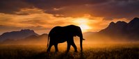 Majestic elephant silhouette walking across golden savanna grassland at dramatic sunset with mountain ranges in background creating peaceful wildlife scene.