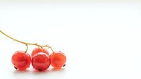 Fresh red currants on branch isolated on white background for culinary and healthy eating designs.