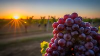Fresh red grapes cluster in vineyard at golden sunset with warm sunlight rays creating agricultural harvest scene for wine industry and farming concepts.