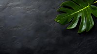 Fresh monstera leaf against dark textured background with copy space, minimalist botanical composition for modern interior design and wellness concepts.