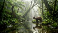 Misty tropical rainforest stream with deer drinking water among lush ferns and moss-covered trees in serene jungle wilderness habitat.
