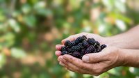 Farmer holding fresh ripe blackberries in cupped hands over blurred garden background, harvesting organic berries for food production and agriculture.