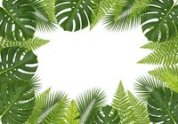 Tropical jungle frame with monstera leaves, palm fronds and ferns creating natural border on white background for summer design projects.