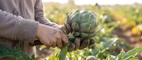 Fresh artichokes being harvested by hands in organic garden during golden hour sunlight for healthy cooking and farm-to-table cuisine preparation.