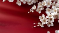 White cherry blossoms on elegant red background perfect for spring celebrations, wedding invitations, and romantic design projects.