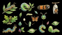 Caterpillar and butterfly life cycle clipart set isolated on transparent background, ready for t-shirt design, stickers, print on demand, and sublimation projects.