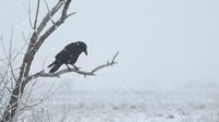 Black raven perched on bare winter tree branch against snowy landscape. Dark bird silhouette creates dramatic contrast in monochrome winter scene.