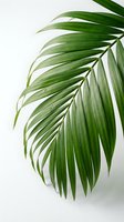 Fresh green palm leaf with elegant curved fronds against clean white background for tropical interior design and botanical decoration projects.