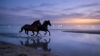 Two horses galloping along ocean shore at sunset with purple sky and water reflections creating dramatic silhouettes on wet sand beach scene.