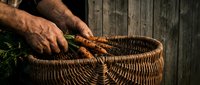 Elderly hands placing fresh carrots into wicker basket against rustic wooden background. Organic farming, harvest time, healthy vegetables concept.