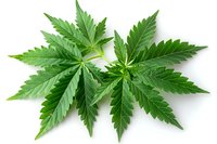 Fresh green cannabis leaves isolated on white background, perfect for medical, wellness, and educational content. High-quality botanical macro photography.