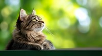 Majestic long-haired tabby cat looking up against blurred green nature background with bokeh lights, side view portrait showing fluffy fur and distinctive profile.