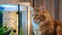 Fluffy ginger tabby cat with long fur gazes intently at small fish swimming in illuminated aquarium tank indoors.