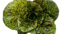 Fresh organic red leaf lettuce head with vibrant green and burgundy speckled leaves isolated on white background for healthy eating and cooking.