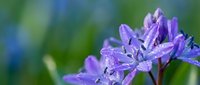 Purple agapanthus flowers blooming in garden with soft green blue bokeh background. Fresh summer floral botanical nature photography for decorating projects.