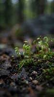 Fresh green moss sprouting from forest floor with shallow depth of field creating natural bokeh background for environmental and botanical concepts.
