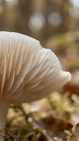 Close-up of delicate white mushroom gills with soft natural lighting and blurred forest background for nature and botanical content.