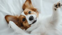Playful papillon dog lying upside down on white bedding, showing happy expression with tilted head and raised paw, displaying characteristic butterfly-shaped ears.