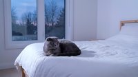 Gray tabby cat resting on white bedding in modern bedroom with large windows overlooking bare trees, suitable for pet, home decor, and lifestyle content.