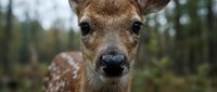 Young spotted deer fawn close-up portrait in natural forest habitat with soft bokeh background for wildlife photography and nature conservation projects.