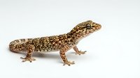 Spotted gecko with tan and brown patterned scales isolated on white background, suitable for educational materials, wildlife guides, and design projects.