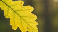 Bright yellow oak leaf with visible veins and natural texture against soft blurred green background, suitable for autumn, nature, and seasonal design projects.