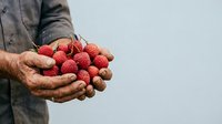 Farmer's hands holding fresh red strawberries, ideal for agricultural, harvest, and organic produce marketing materials.
