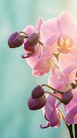 Delicate pink orchid flowers with purple buds blooming against soft turquoise background. Elegant tropical botanical closeup for spa and wellness designs.