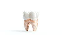 Anatomically accurate molar tooth model showing detailed crown, roots and enamel structure isolated on white background for dental education and healthcare concepts.