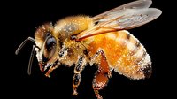 Detailed macro photograph of honey bee covered in pollen against black background shows intricate wing structure and fuzzy body texture, isolated for nature and science designs.