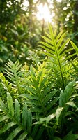 Lush green fern fronds with water droplets in sunlit forest canopy, ideal for nature, botanical, and environmental design projects.
