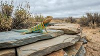 Colorful lizard resting on stacked stone rocks in arid desert landscape with sparse vegetation and cloudy sky, suitable for wildlife and nature content.