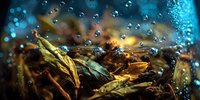 Dried herbs and tea leaves submerged in water with rising bubbles, creating a mystical brewing atmosphere against blue background.